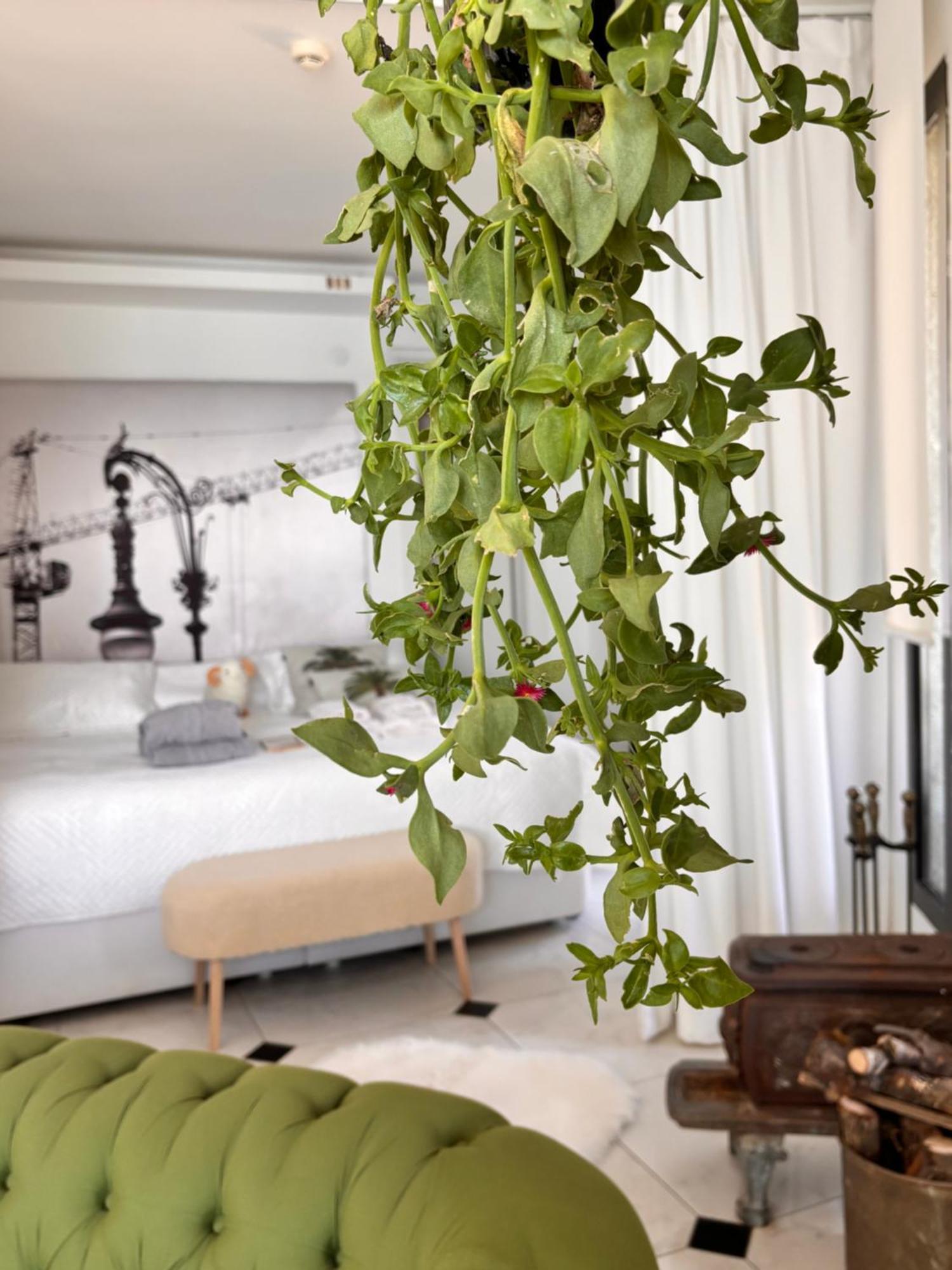 Sato Design Hotel Çeşme Kamer foto